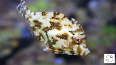 Best Fish for Aiptasia .